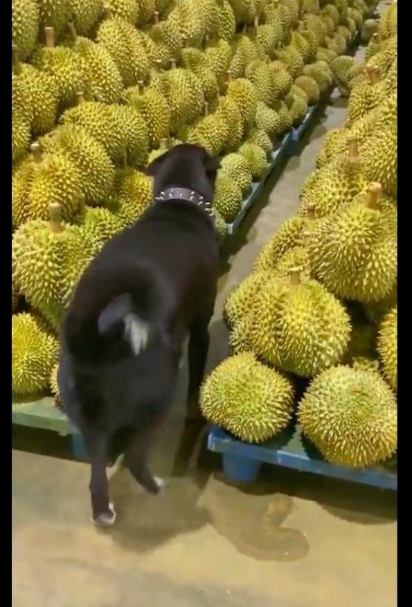 The dog strayed into the durian, afraid of being stabbed and had to