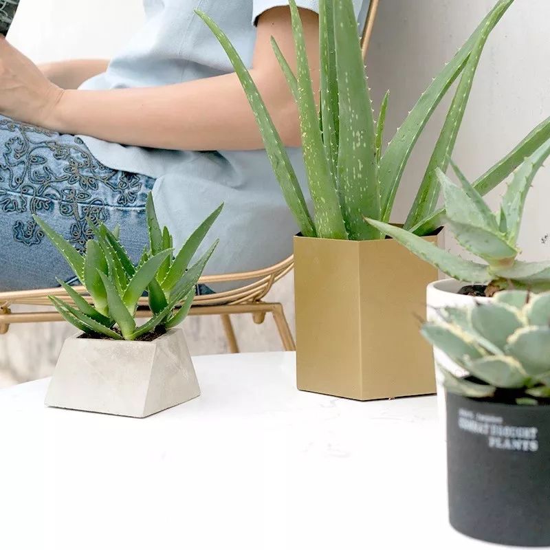 6 kinds of "healthy flowers" that will "hypnotize" at night, keep a pot in the bedroom, sleep