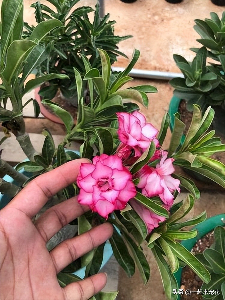 There are "three taboos" for desert roses in winter, avoid them in time