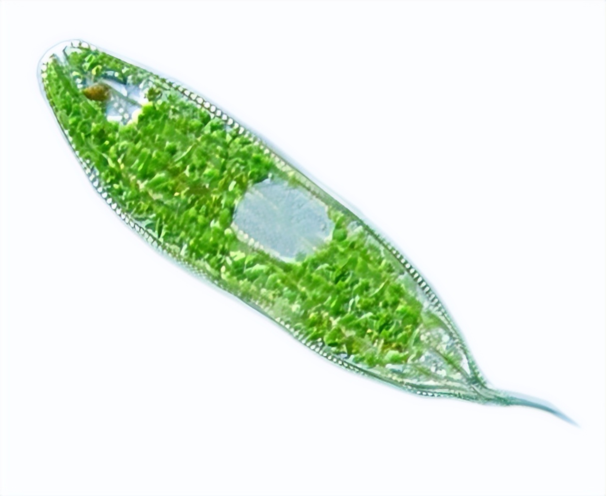 浮游植物生態學:湖泊富營養化與群落結構演變的研究 - 資訊咖