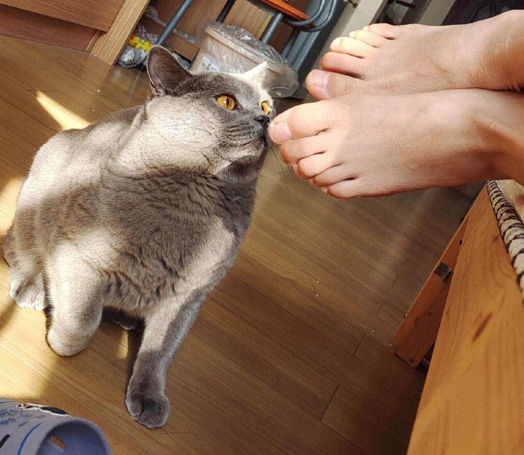 How do cats recognize their owners? These 6 ways, many people do not