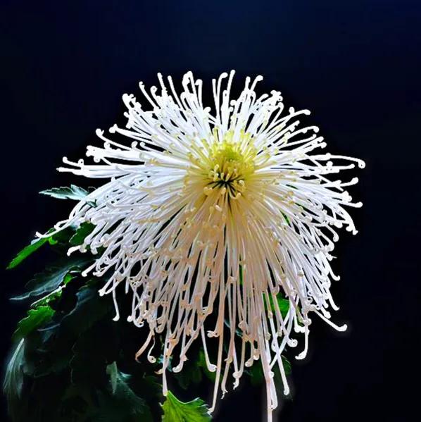 寒菊 冬菊 Mp头条