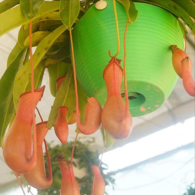 Inside Carnivorous Plants Why Some Plants Eat Bugs iNEWS