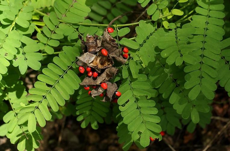 A common plant in the park, known as acacia beans, the whole plant is
