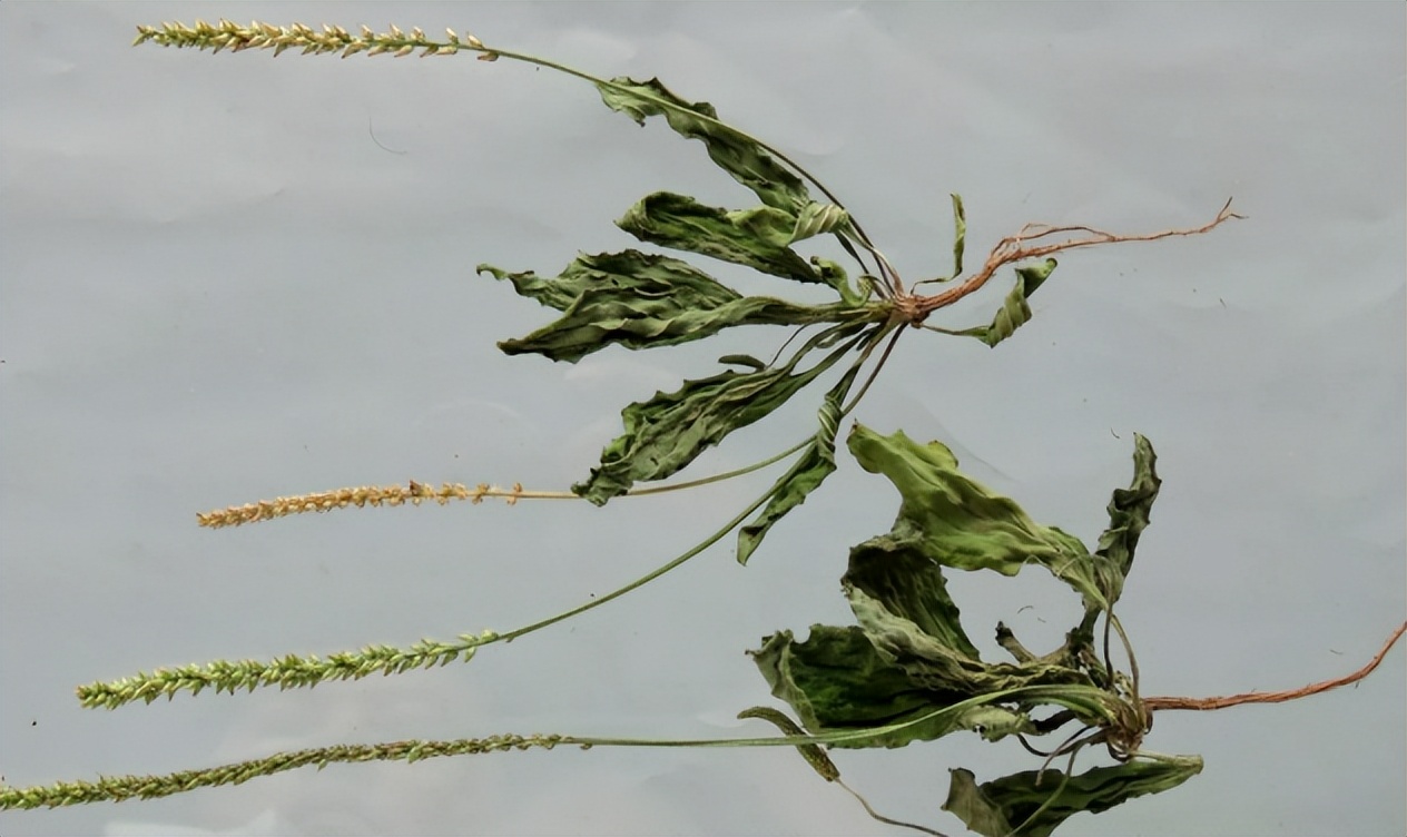 Take you to identify plantain iNEWS