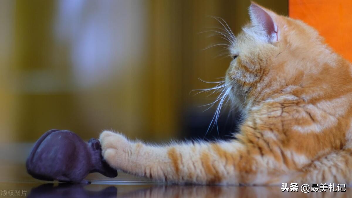 Cat and mouse game the game of desire, morality and human nature iNEWS