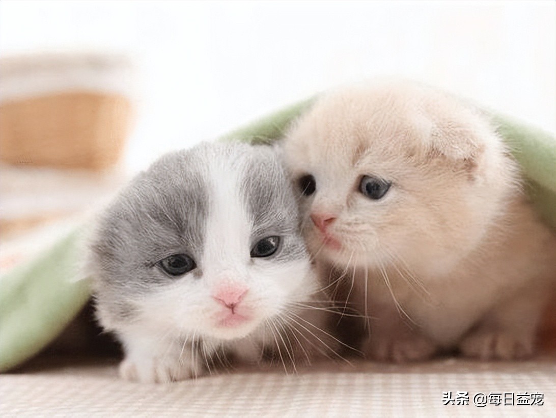 What should I do if my cat has a cold?it can get better faster iNEWS