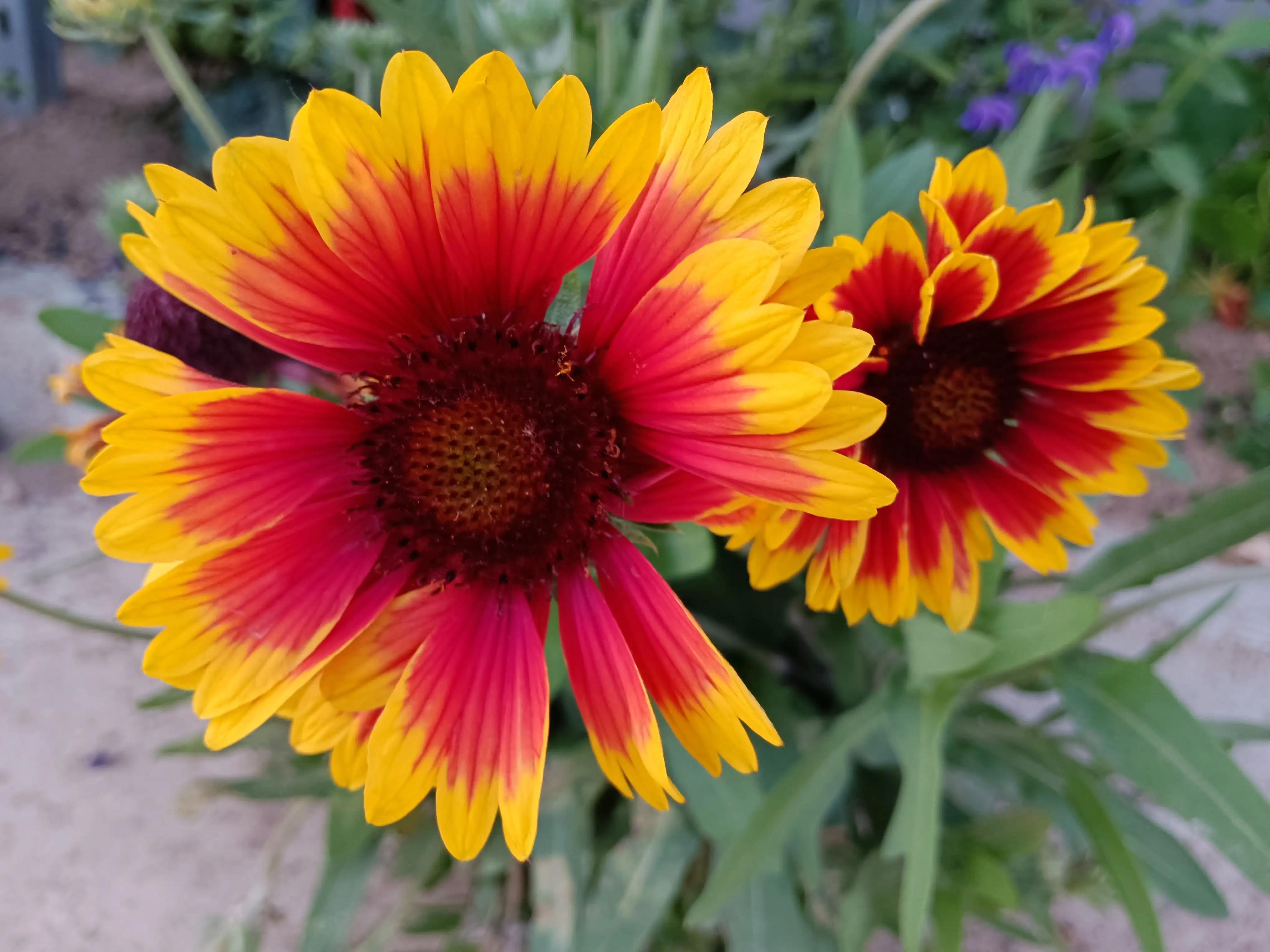 The word "cloud" flying flower order iNEWS