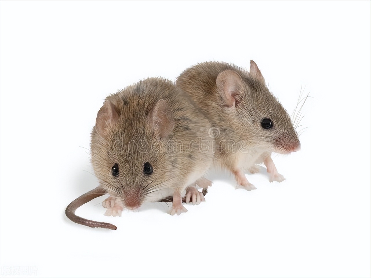 Is the man really going to have a baby? Scientists 'born' pups with two male mice iMedia