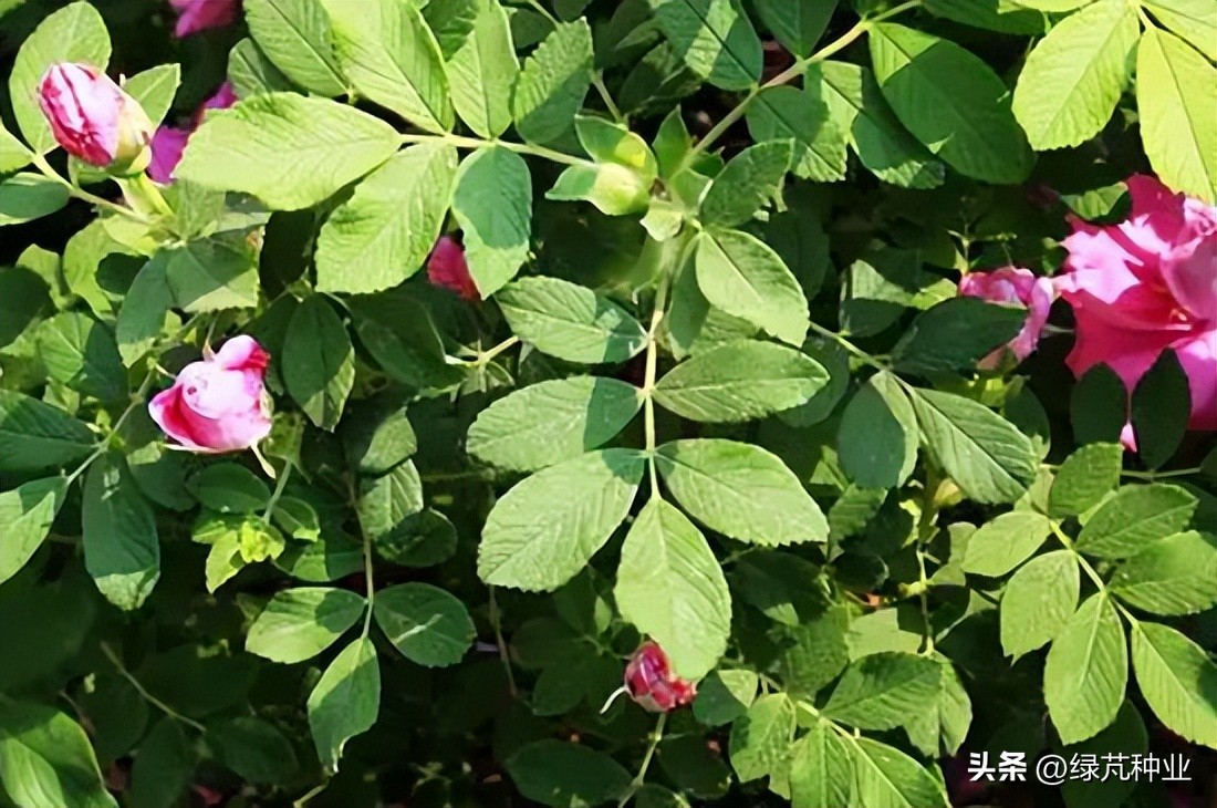 What is the difference between roses and roses? iMedia