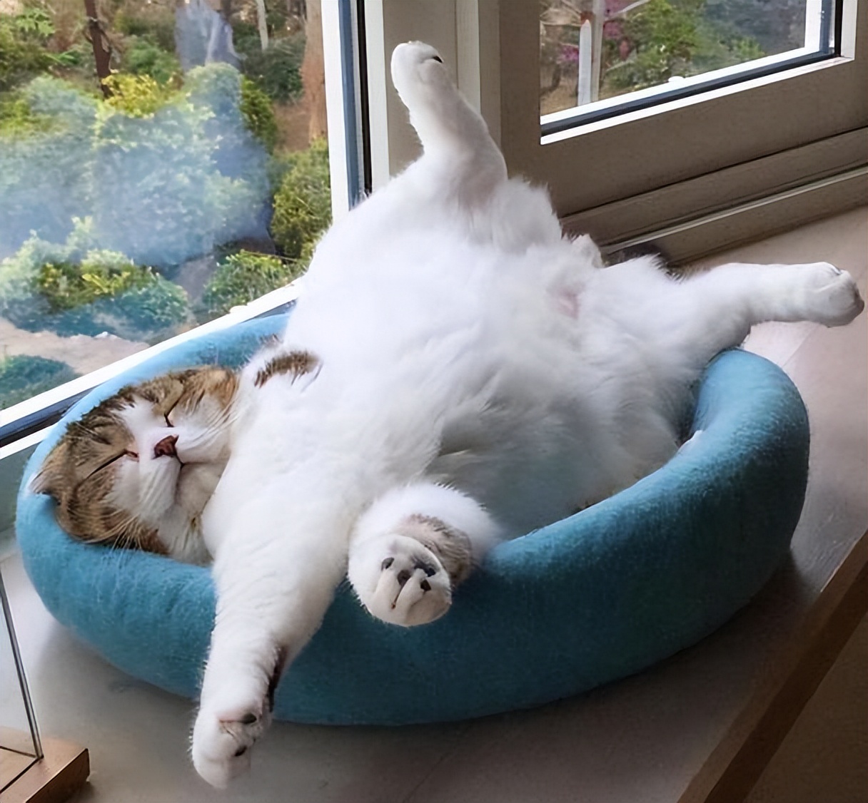 Why don't cats like to sleep with you? It turns out there are these 7