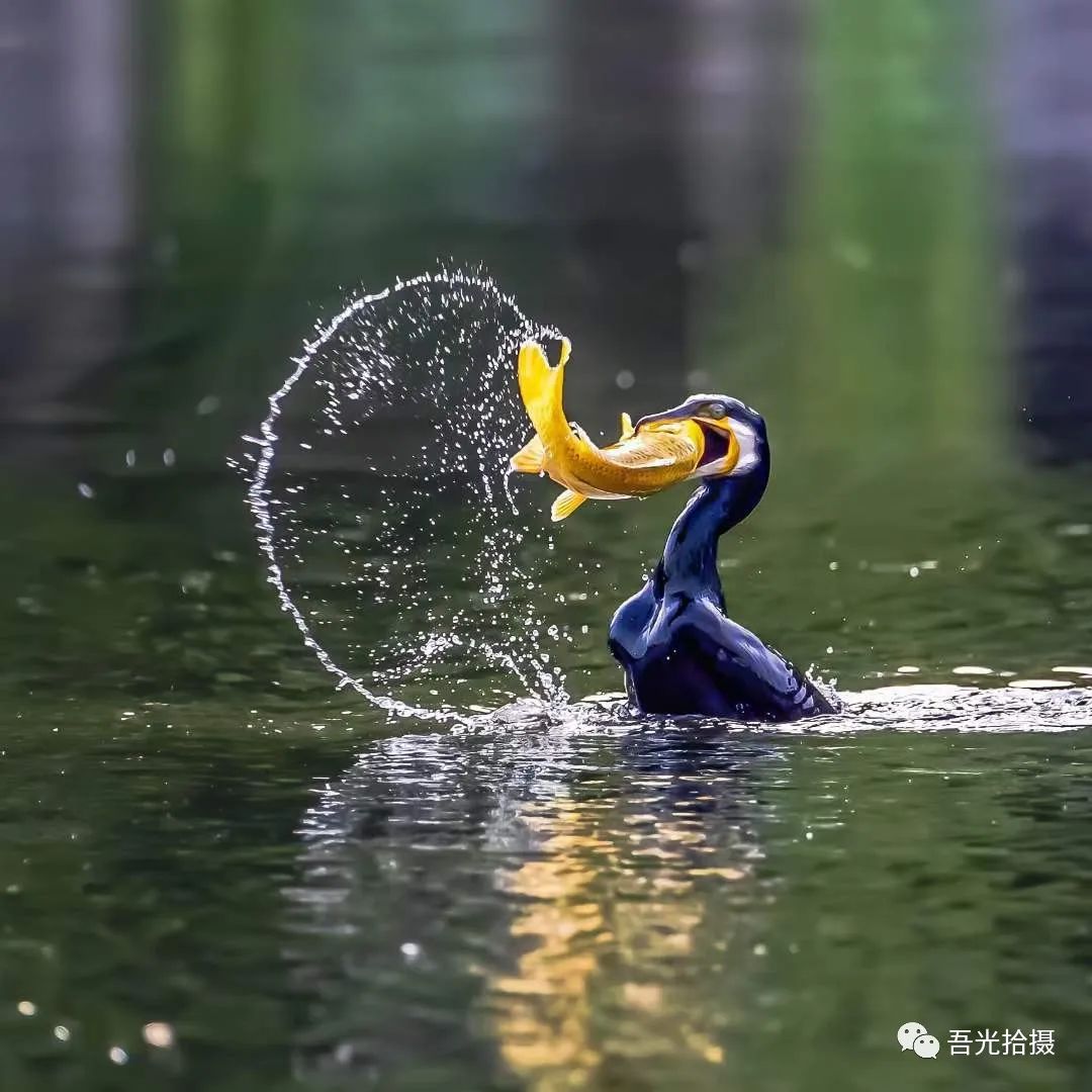 cormorants eating imperial food - iNEWS