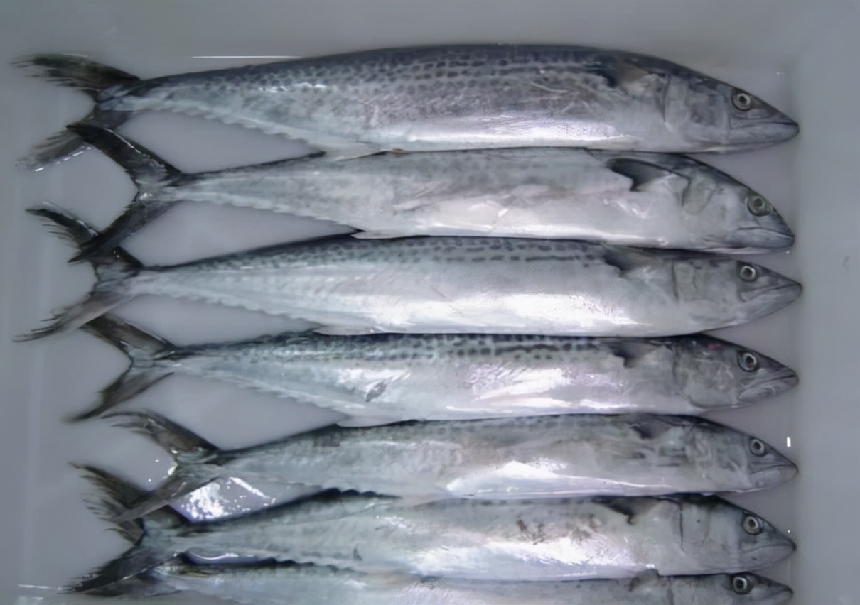 The 50 most common edible fish, don't say you don't know, take a good ...