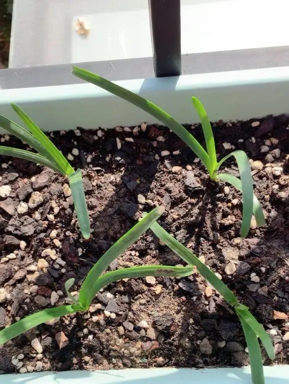 What are the best flowers to grow in autumn?Just raise "one kind", it