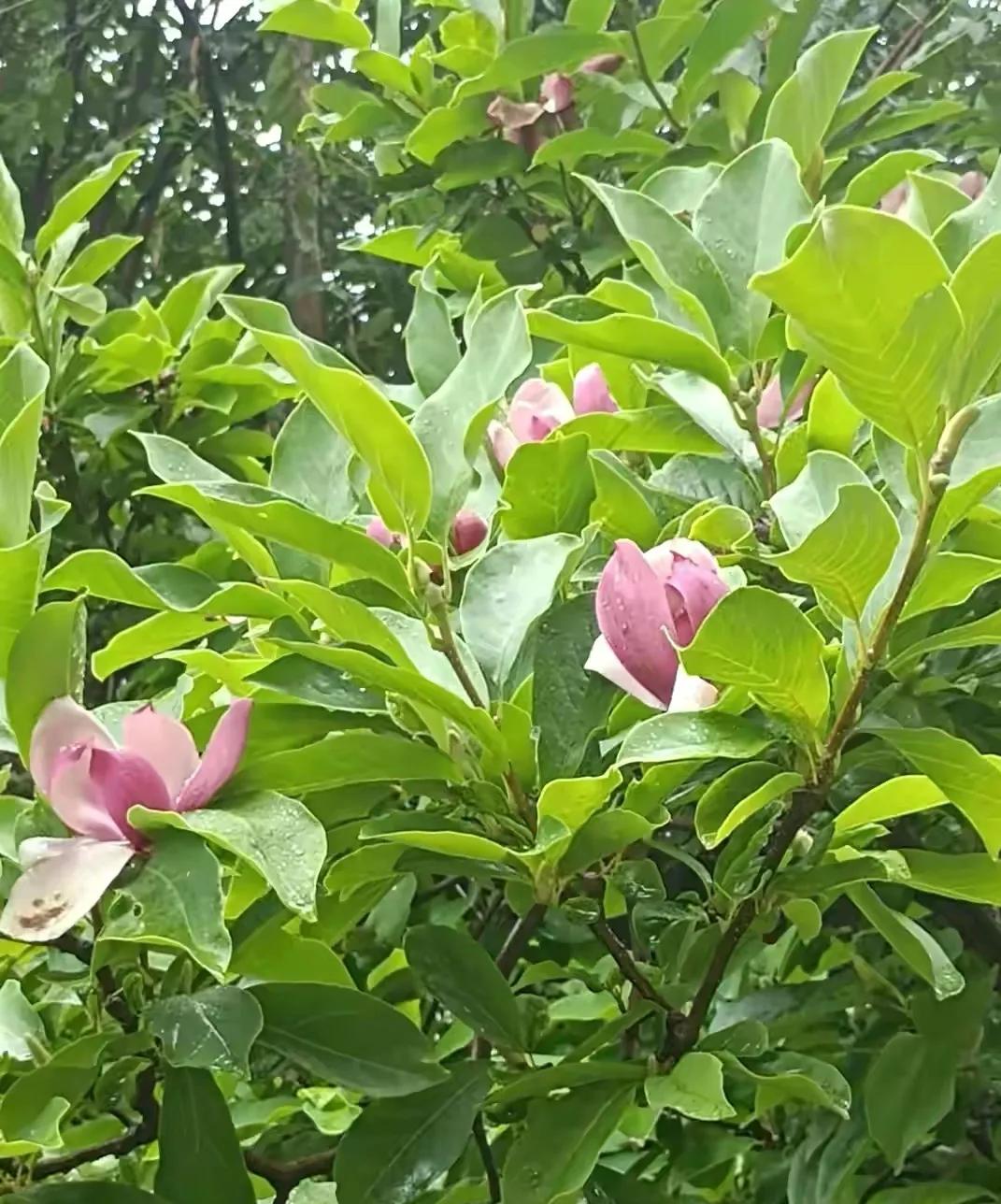 我们印象中的玉兰花都是春天开花,枝干光秃秃没长叶子的时候花开满枝