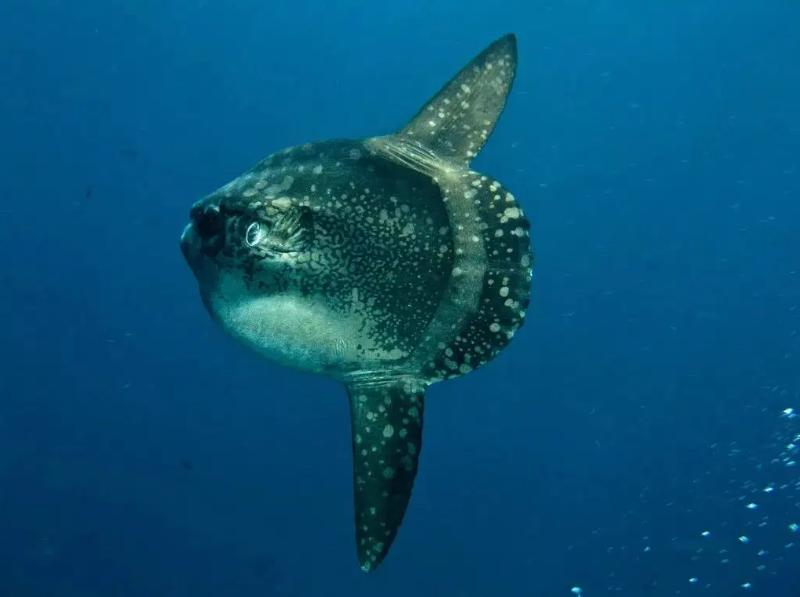 The world's dumbest fish, the stupid sunfish that won't run even if ...