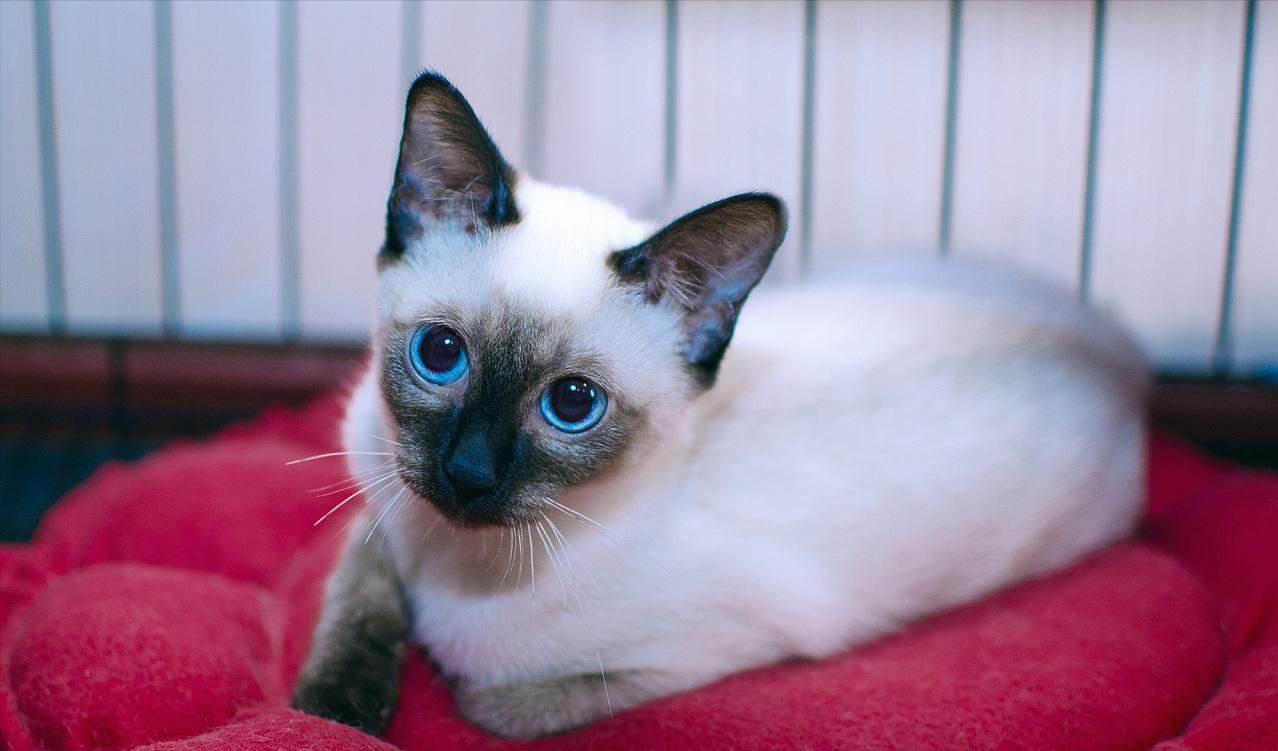 IQ Ranking in the Cat Industry The most "smart" cats, is your cat