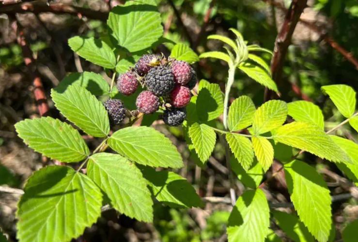 Medical Name Raspberry It turns out that it is raspberry, also known as