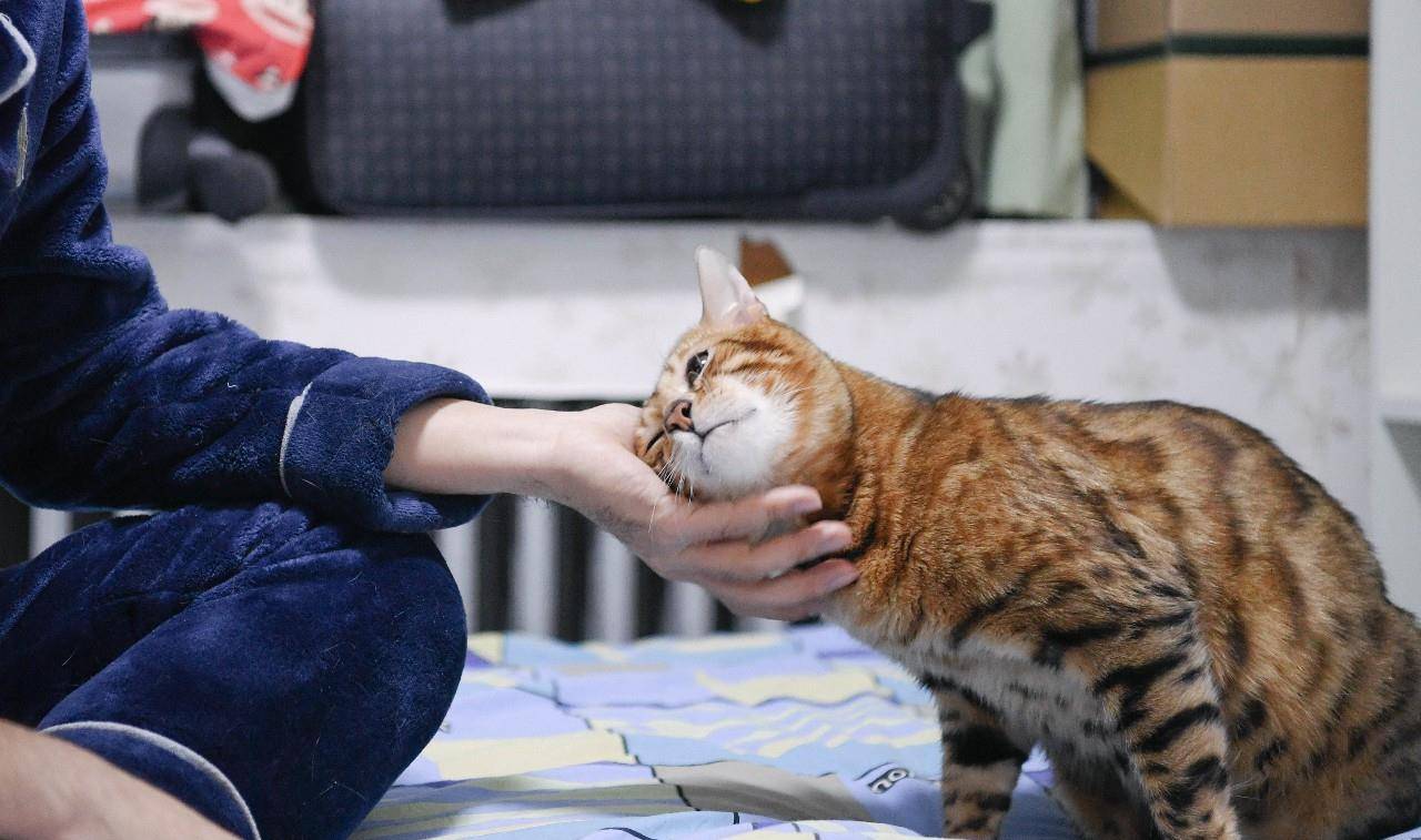 Trivia How does your cat choose who it likes? iNEWS