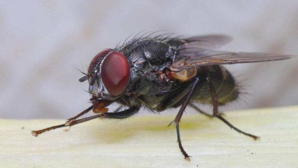 Why do flies always rub their hands?Also screw your head off to play?I almost laughed iNEWS