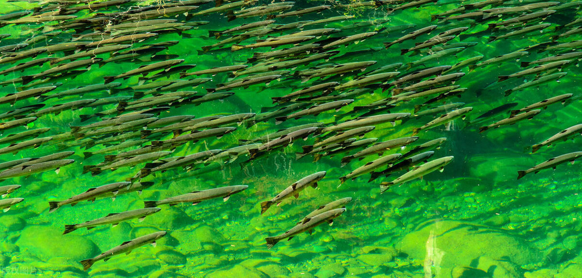 Why do aquatic animals have a similar fishy smell? iMedia