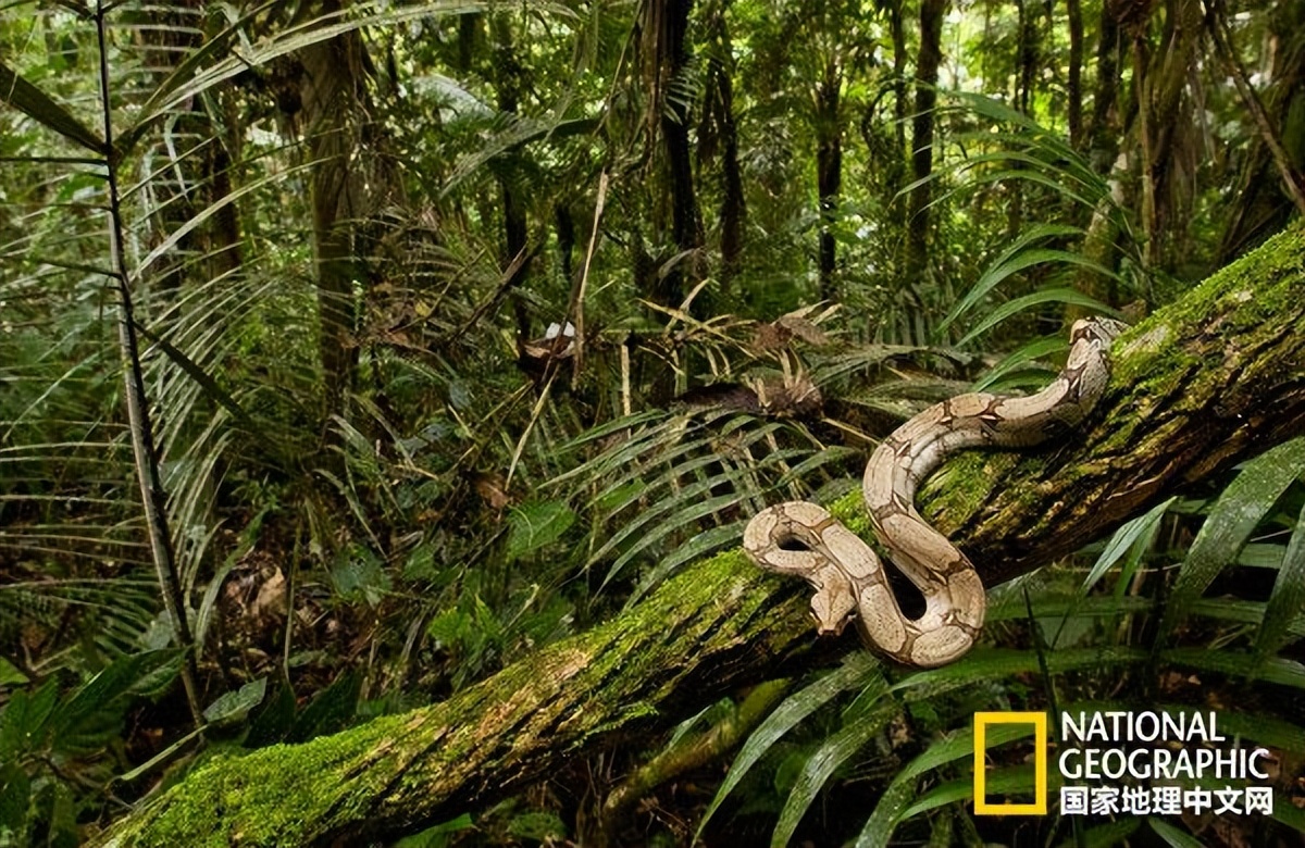 can snakes climb trees - iNEWS