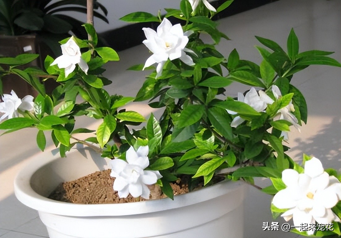 When raising gardenias in September, remember to master these "five