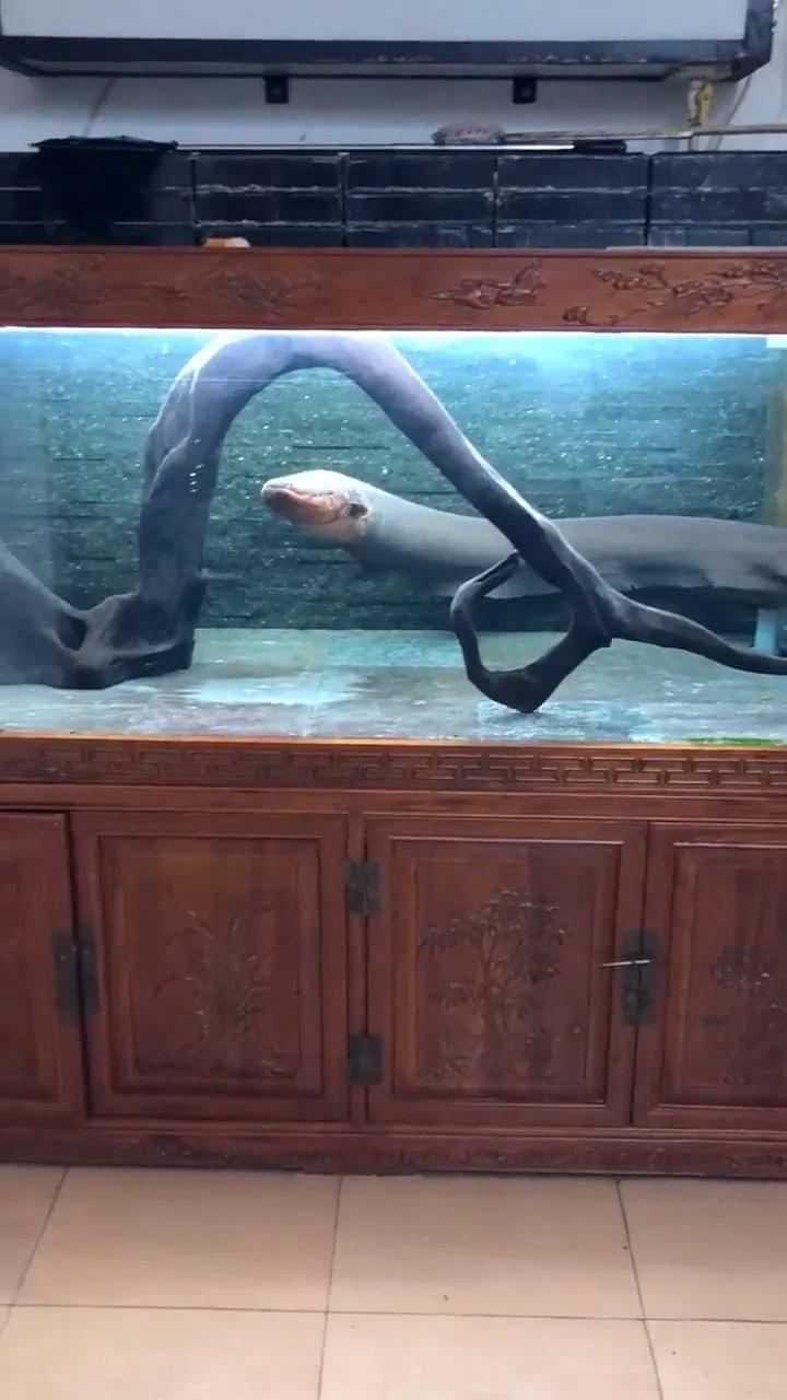 Why do electric eels generate electricity? iNEWS