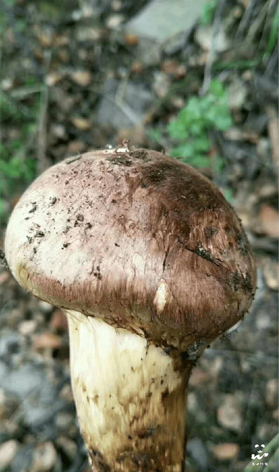 [Place name] Godgiven rare treasure——Xiaojin Matsutake iMedia