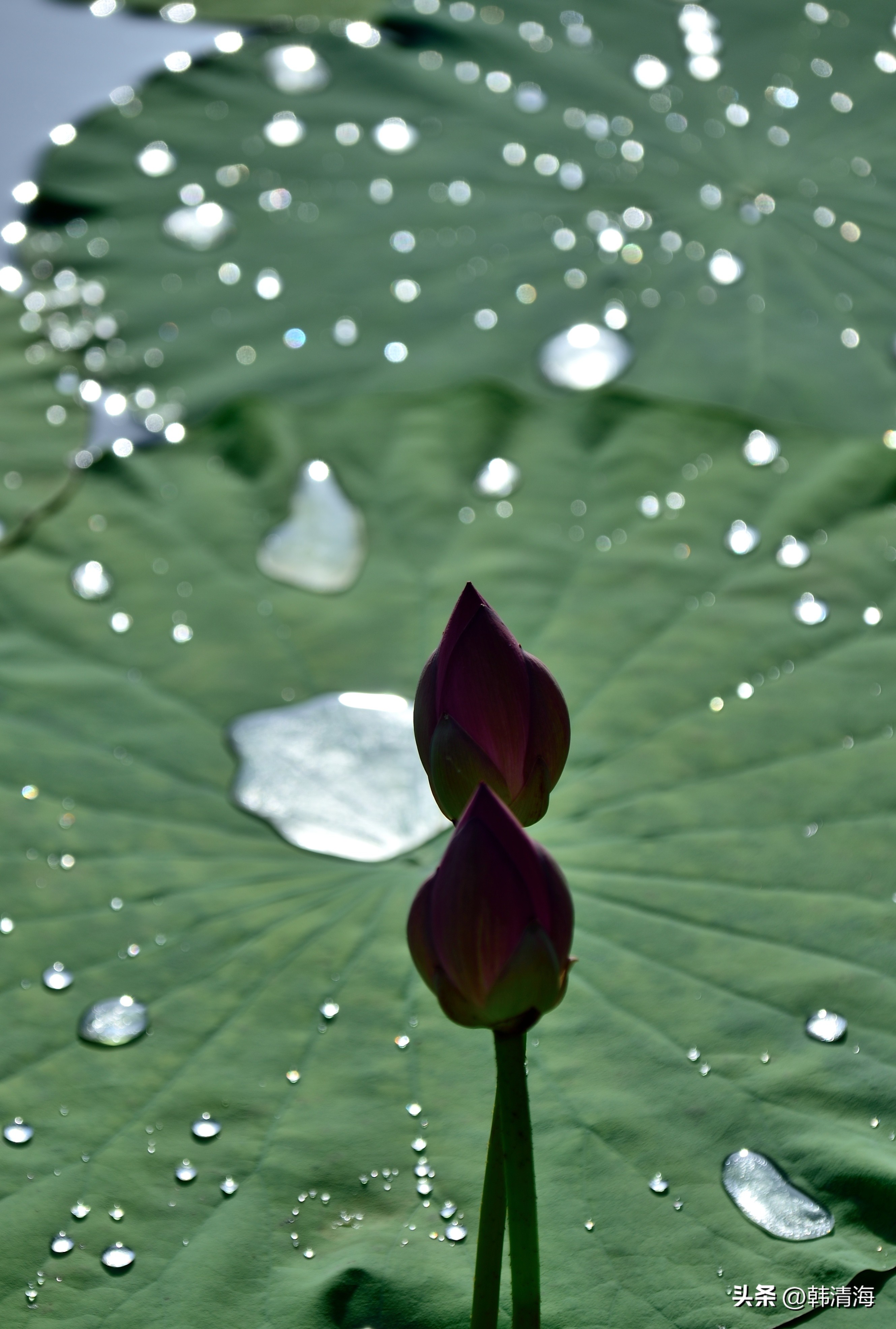 August 19, 2022 The rain is over, the sky is clear, the autumn lotus is ...