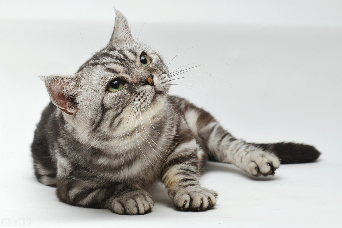 How do cats get cat moss iNEWS