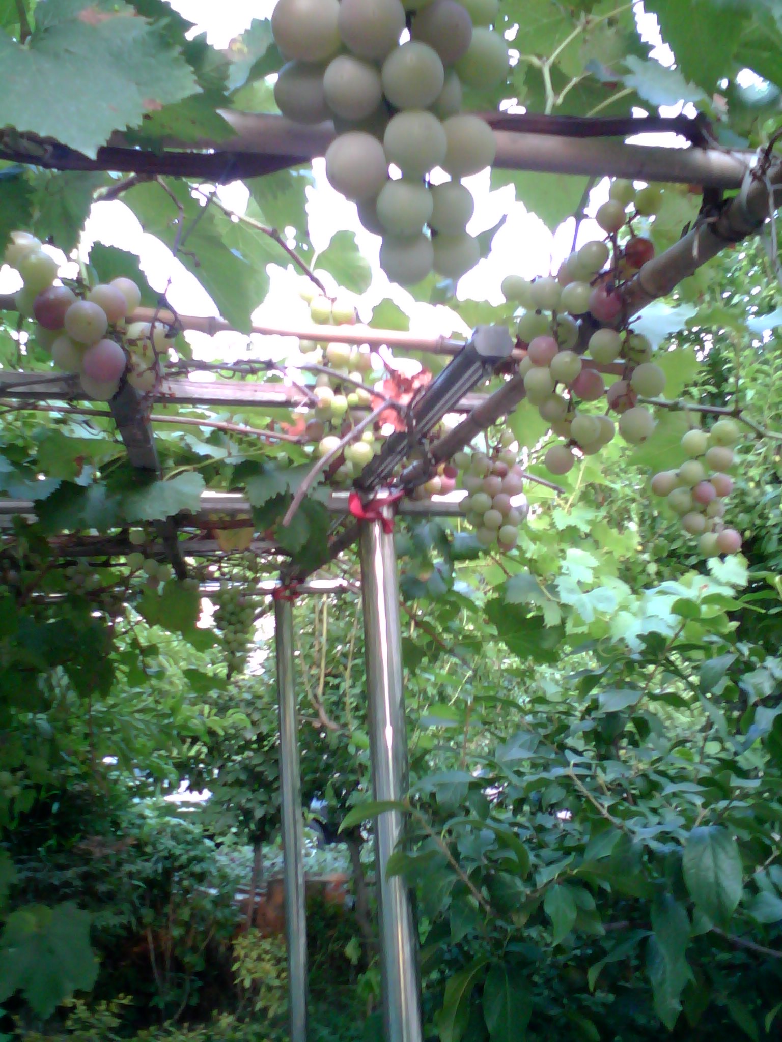 Yutang Fugui in Gardening - iNEWS