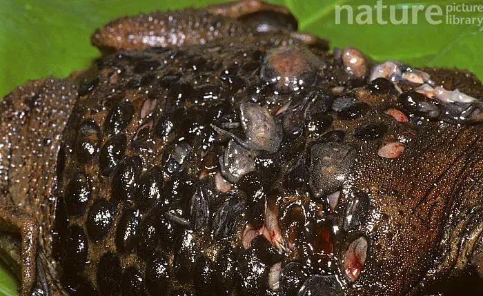 Trypophibia Toad Ranking list of scary creatures, they are ranked second, no one is ...