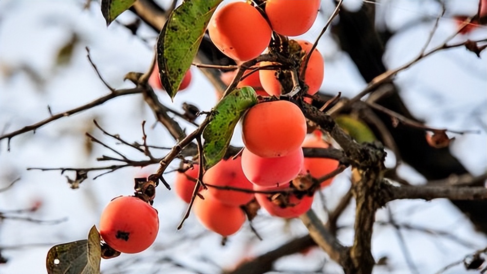 As the old saying goes "one persimmon has ten medicines", what does it