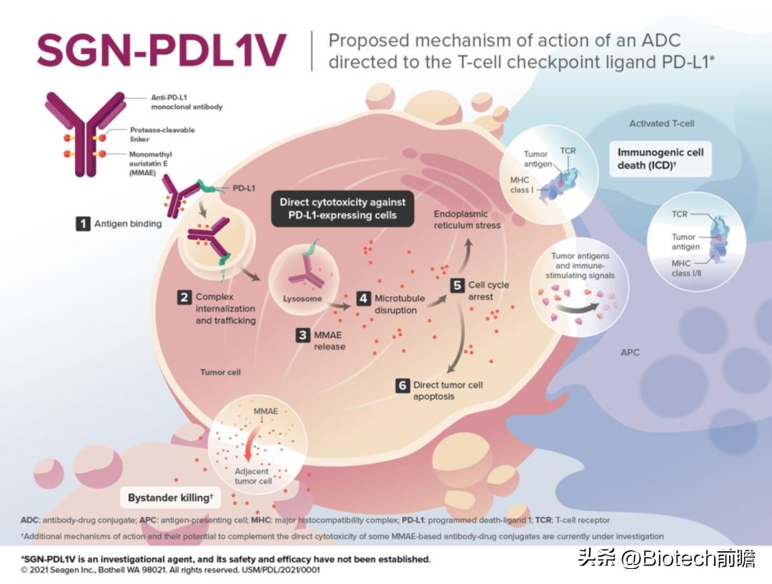 Development Of ADC Drugs Targeting PD-L1 - INEWS