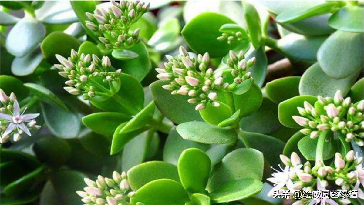 6 kinds of "rich flowers" with long lifespan iNEWS