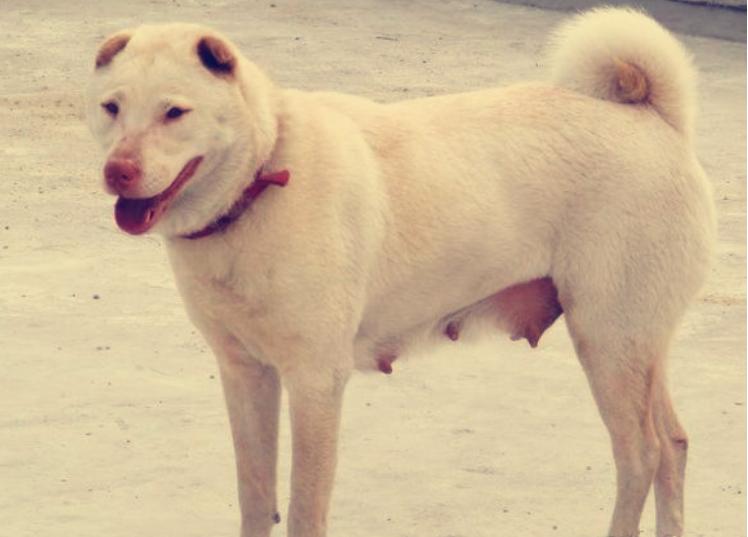 最不起眼 的5种狗 却因名字被吸引 资讯咖