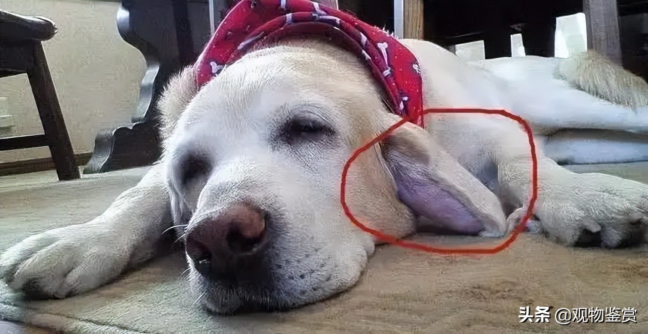 How long does it take for a dog's ear hematoma to heal on its own? iNEWS