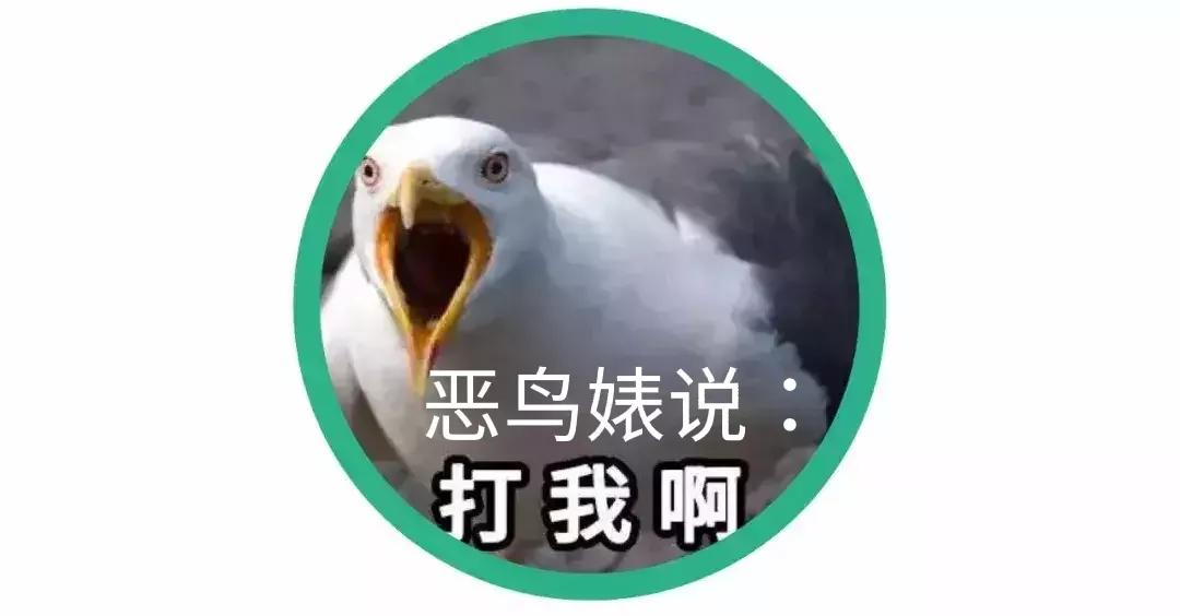 Why are seagulls "evil birds"? iNEWS