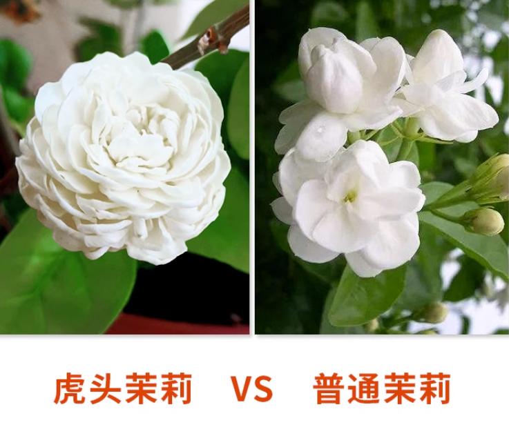 Jasmine does not bloom in summer, remember the "4 elements", blooming
