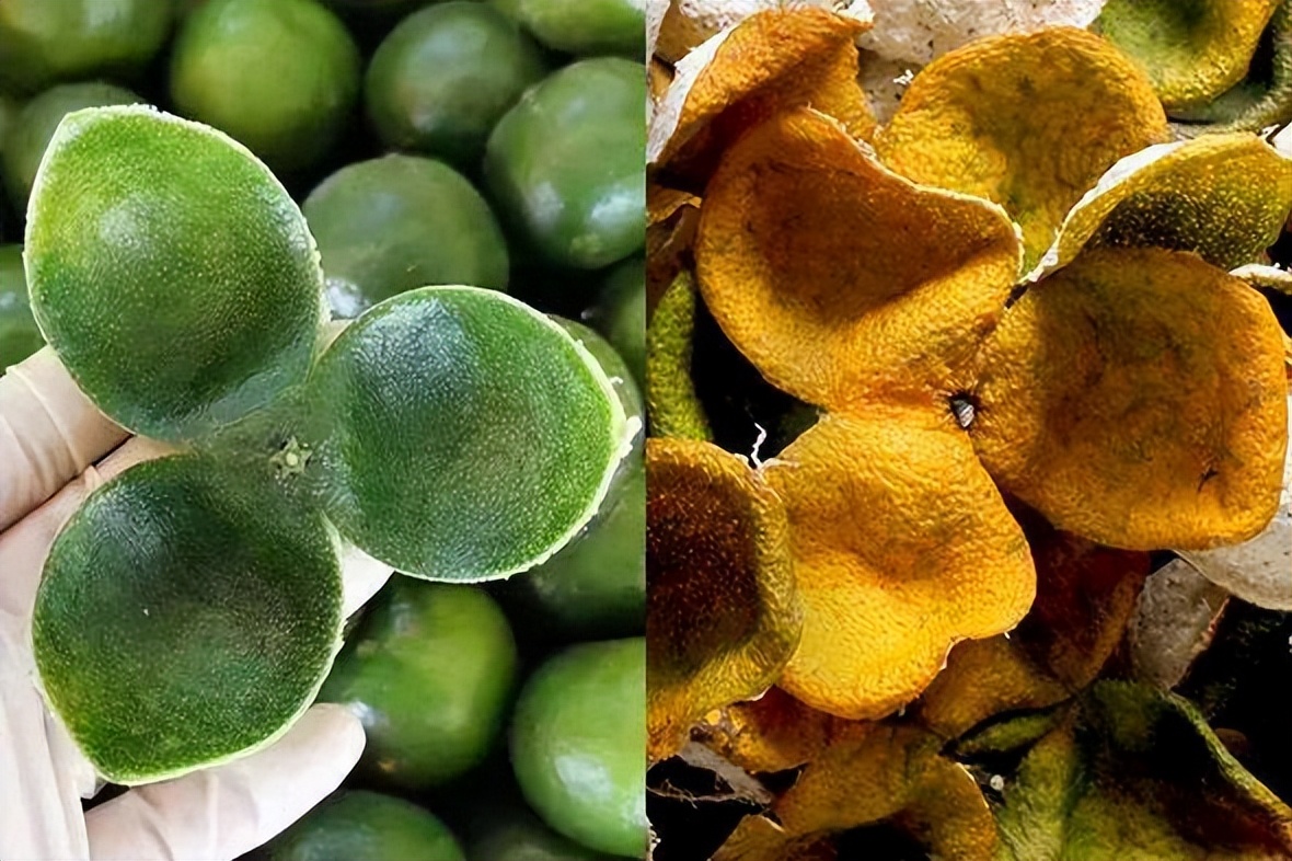 Why is your dried tangerine peel bitter? iNEWS