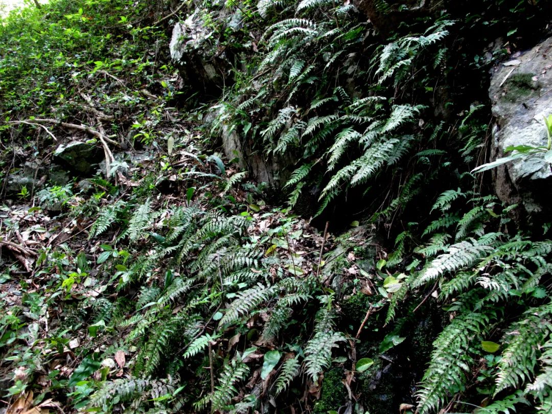 The first rare orchid plant in Longguan of Siming Mountain ...