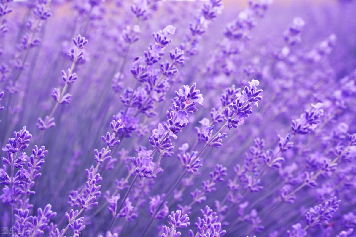 Lavender Flower Language And Legend - Inews