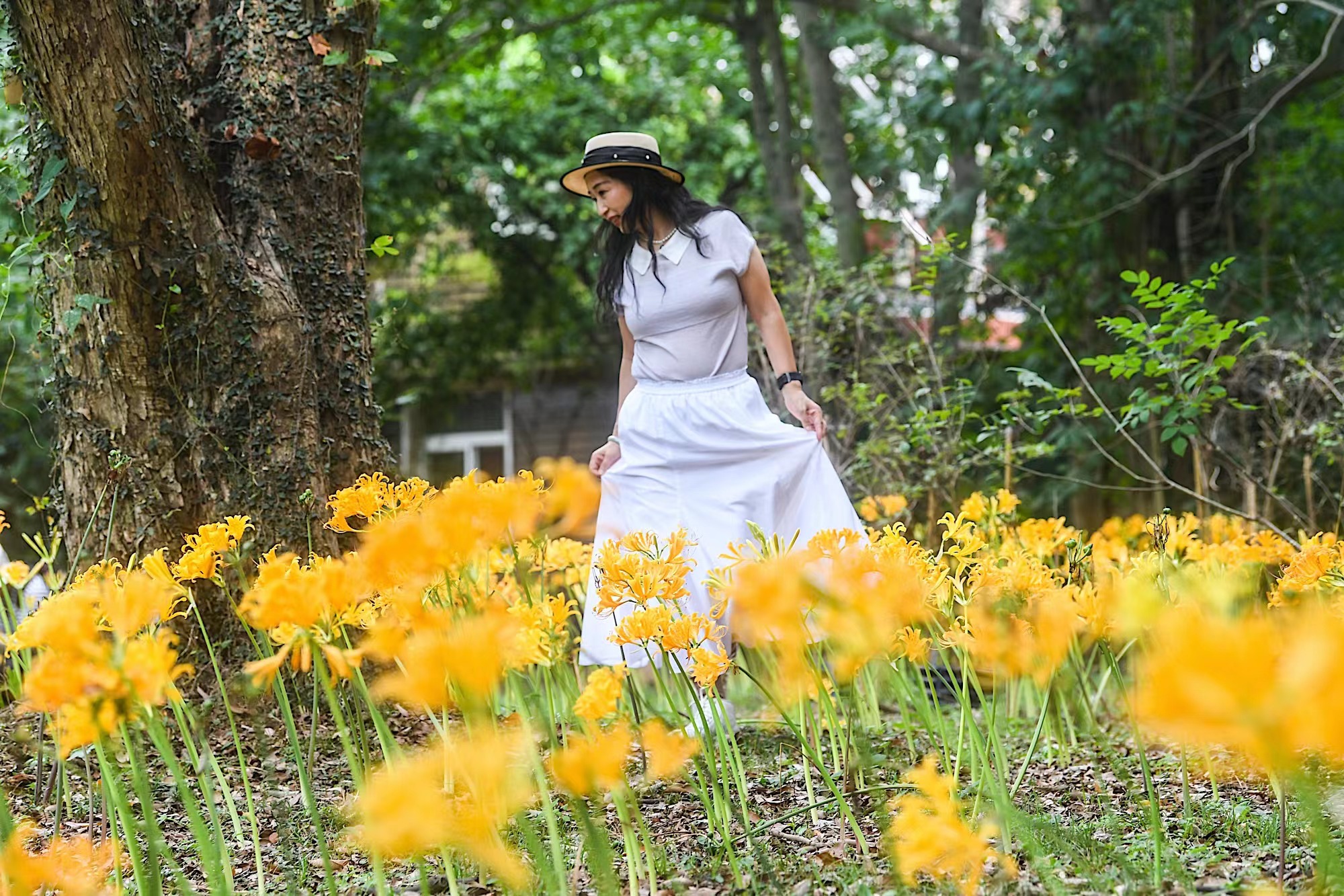 the-first-wave-of-autumn-flowers-in-nanjing-has-bloomed-go-to-the