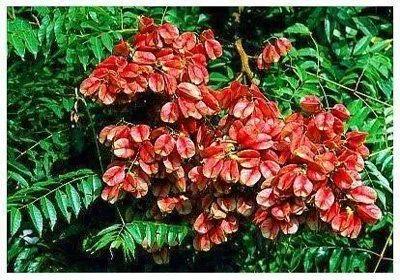 Luan flowers bloom - iNEWS