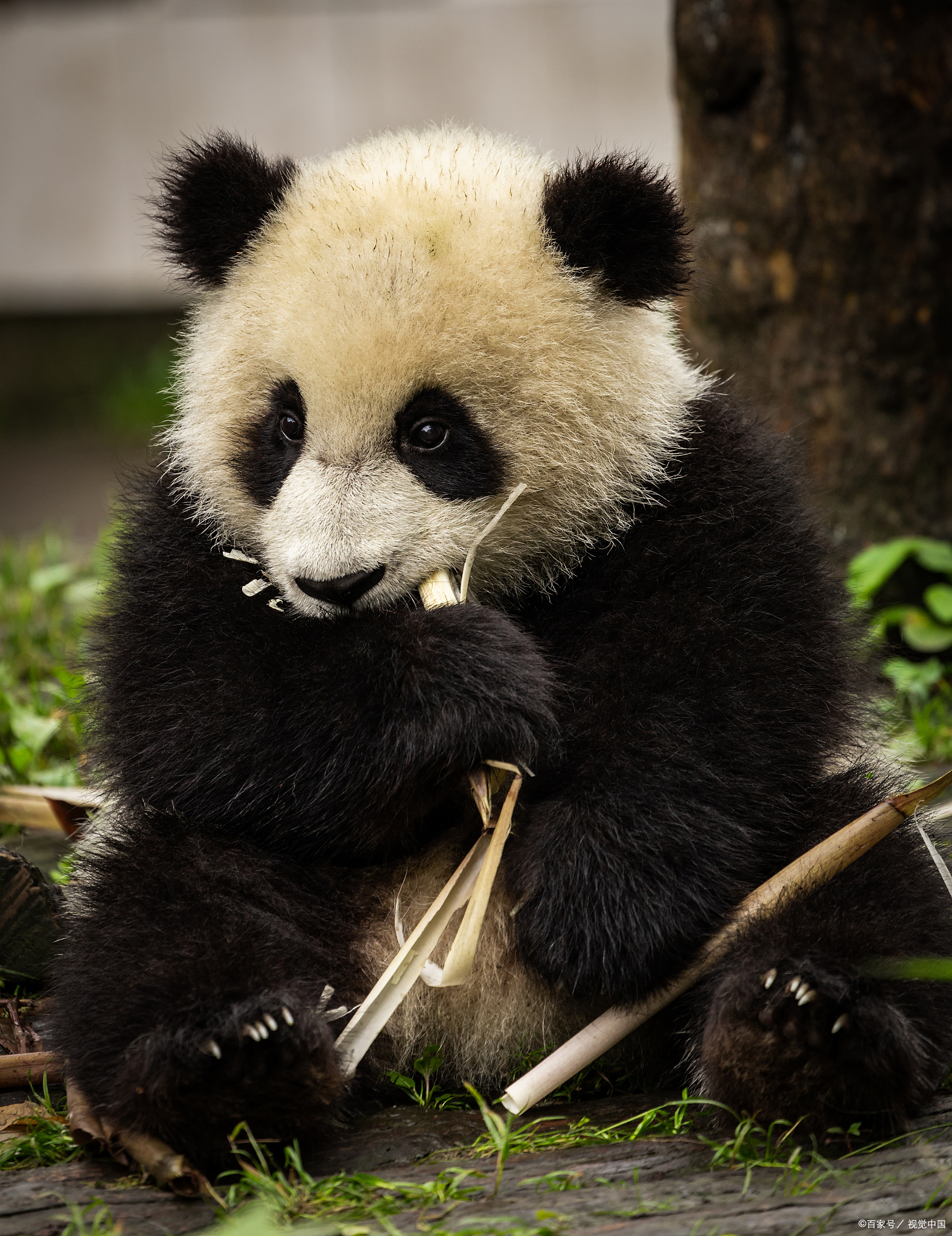 [Education] Panda Academicians, Bear Face Recognition... This 