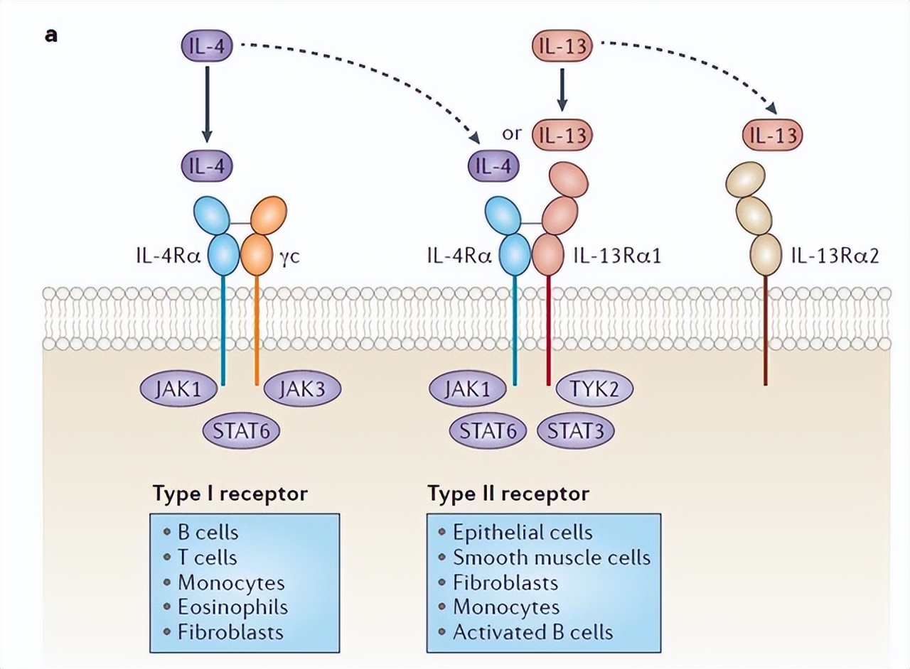 Research progress of interleukin-1 family cytokines in liver diseases ...