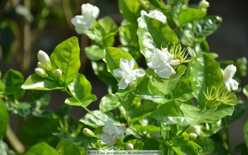 what a beautiful Jasmine Flower…… iNEWS