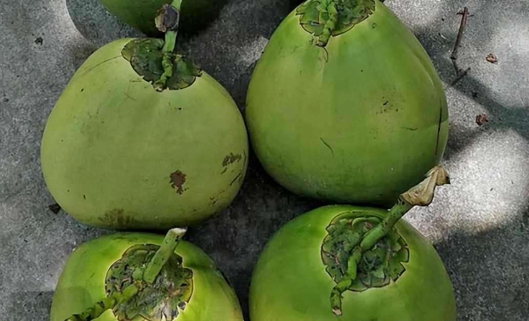 What Does Spoiled Coconut Water Taste Like? iMedia