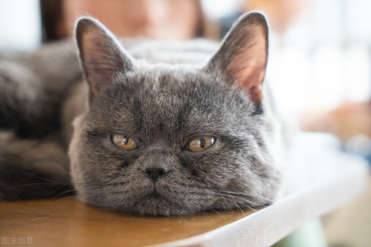 Adult cat diarrhea but in good spirits iNEWS